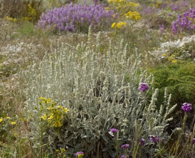 Gran Canaria 'dan Flora - Sideritis dasygnaphala, Gran Canaria' nın beyaz dağ çayı, yaygın, doğal makro çiçekli arka plan