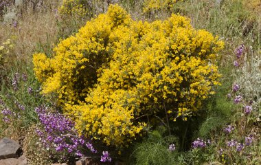 Gran Canaria 'dan Flora - Teline microphylla' nın parlak sarı çiçekleri, adaya özgü süpürge türleri, doğal makro çiçekli arka plan