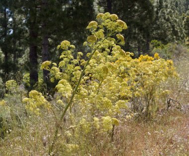 Gran Canaria 'dan Flora - Todaroa Montana, Kanarya Adalarına özgü bitki, doğal bitki örtüsü