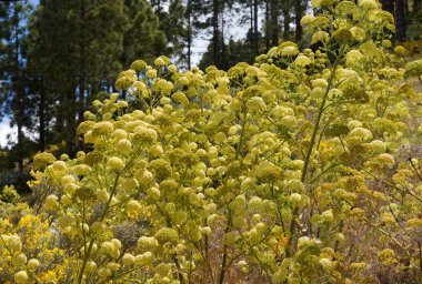 Gran Canaria 'dan Flora - Todaroa Montana, Kanarya Adalarına özgü bitki, doğal bitki örtüsü
