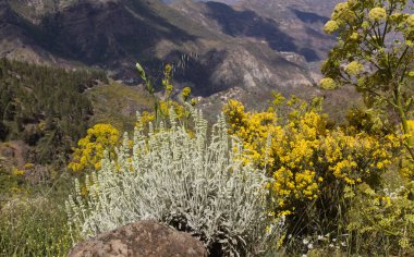 Gran Canaria 'dan Flora - Sideritis dasygnaphala, Gran Canaria' nın beyaz dağ çayı, yaygın, doğal makro çiçekli arka plan