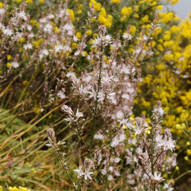 Gran Canaria 'dan Flora - Asphodelus ramosus, dallanmış asphodel, çiçekli arka plan