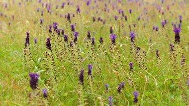 Gran Canaria 'dan Flora - Leopoldia comosa, püskül sümbülü doğal makro çiçekli arka plan