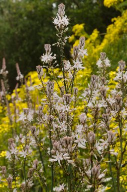 Gran Canaria 'dan Flora - Asphodelus ramosus, dallanmış asphodel, çiçekli arka plan