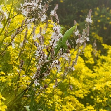 Gran Canaria 'dan Flora - Asphodelus ramosus, dallanmış asphodel, çiçekli arka plan