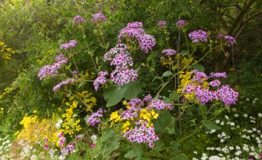Gran Canaria 'dan Flora - Pericallis' in mor çiçekleri, adaya özgü, doğal çiçek arkaplanı