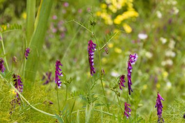 Gran Canaria 'dan Flora - Vicia villosa, kıllı vetch, doğal makro çiçekli arka plan