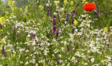 Gran Canaria 'dan Flora - Vicia villosa, kıllı vetch, doğal makro çiçekli arka plan