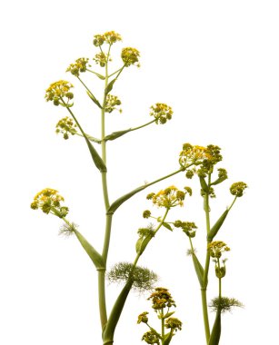 Gran Canaria 'dan Flora - Ferula Linkii, Kanarya Adalarına özgü dev kanarya Fennel, çiçekler doğal makro çiçekli arka plan