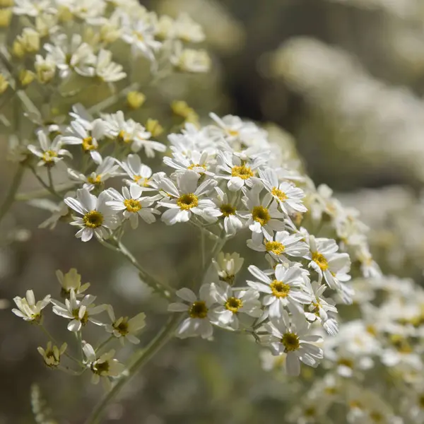 Gran Canaria 'dan Flora - Gonospermum ptarmiciflorum, gümüş tansi, adaya özgü ve vahşi, doğal makro çiçekli arka planda nesli tükenmekte olan