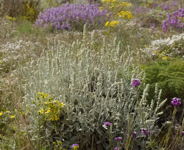 Gran Canaria 'dan Flora - Sideritis dasygnaphala, Gran Canaria' nın beyaz dağ çayı, yaygın, doğal makro çiçekli arka plan