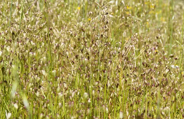 Gran Canaria 'dan Flora - Briza maxima, Büyük titreyen çimen doğal makro çiçek arka planı