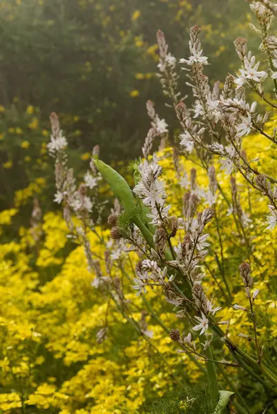Gran Canaria 'dan Flora - Asphodelus ramosus, dallanmış asphodel, çiçekli arka plan