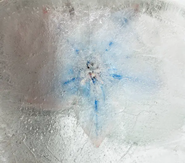 Bir buz bloğu içinde donmuş bitkiler, hava kabarcığı dokusu 