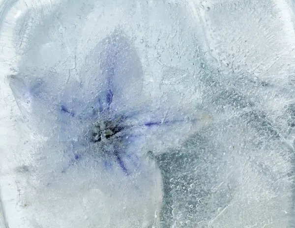 Bir buz bloğu içinde donmuş bitkiler, hava kabarcığı dokusu 