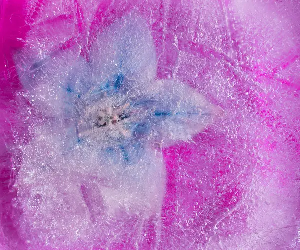 Bir buz bloğu içinde donmuş bitkiler, hava kabarcığı dokusu 