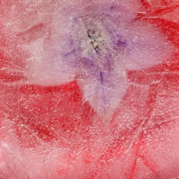 Bir buz bloğu içinde donmuş bitkiler, hava kabarcığı dokusu 