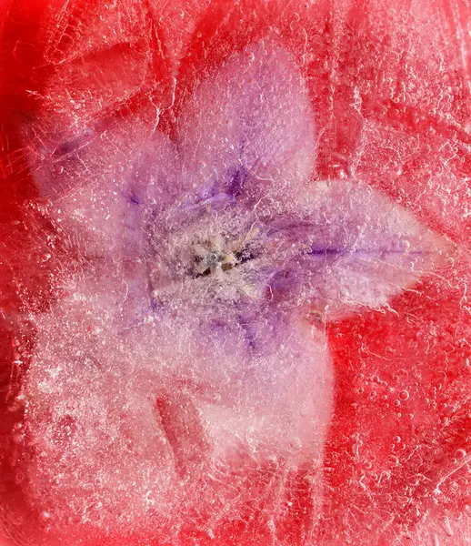 Bir buz bloğu içinde donmuş bitkiler, hava kabarcığı dokusu 