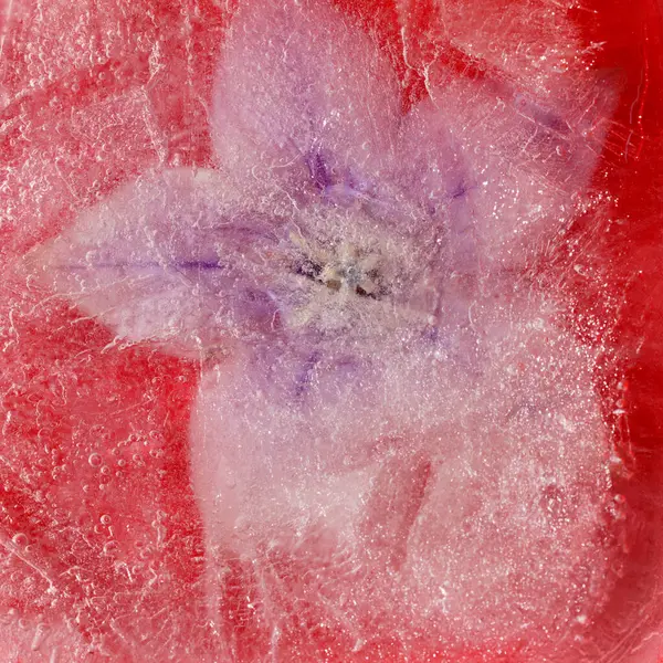 Bir buz bloğu içinde donmuş bitkiler, hava kabarcığı dokusu 