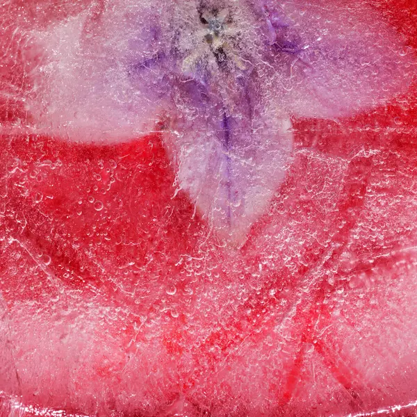 Bir buz bloğu içinde donmuş bitkiler, hava kabarcığı dokusu 