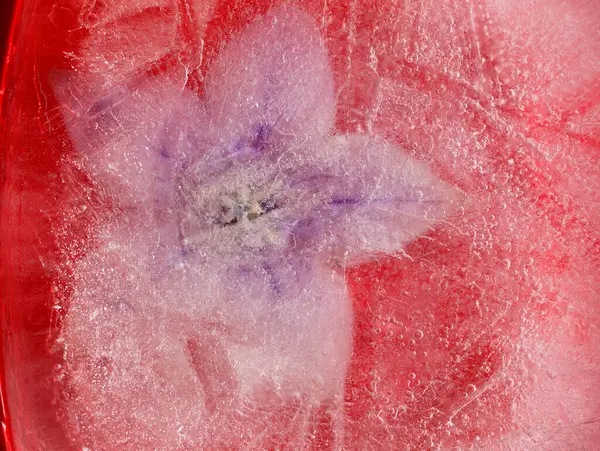 Bir buz bloğu içinde donmuş bitkiler, hava kabarcığı dokusu 