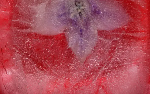 Bir buz bloğu içinde donmuş bitkiler, hava kabarcığı dokusu 