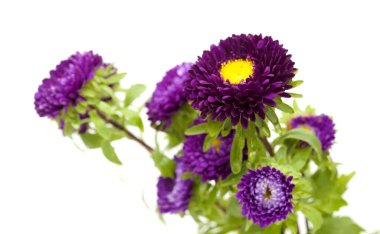 Callistephus chinensis, Çin paskalyası ya da yıllık paskalya, beyaz arka planda izole edilmiş. 