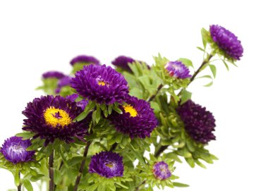 Callistephus chinensis, Çin paskalyası ya da yıllık paskalya, beyaz arka planda izole edilmiş. 