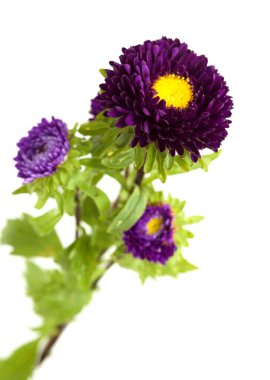 Callistephus chinensis, Çin paskalyası ya da yıllık paskalya, beyaz arka planda izole edilmiş. 