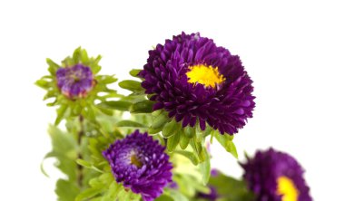 Callistephus chinensis, Çin paskalyası ya da yıllık paskalya, beyaz arka planda izole edilmiş. 