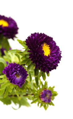 Callistephus chinensis, Çin paskalyası ya da yıllık paskalya, beyaz arka planda izole edilmiş. 