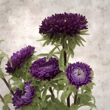 Kare biçiminde eski dokulu kağıt arka planda sonbahar Aster