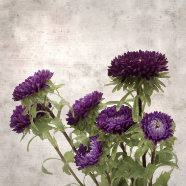 Kare biçiminde eski dokulu kağıt arka planda sonbahar Aster