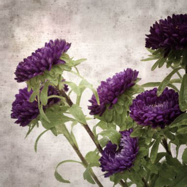 Kare biçiminde eski dokulu kağıt arka planda sonbahar Aster