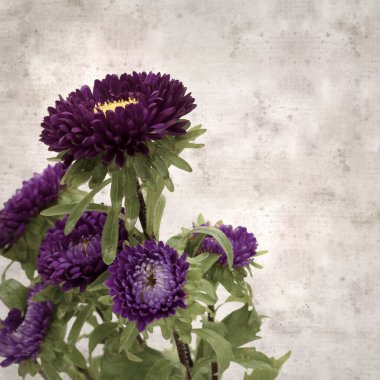 Kare biçiminde eski dokulu kağıt arka planda sonbahar Aster