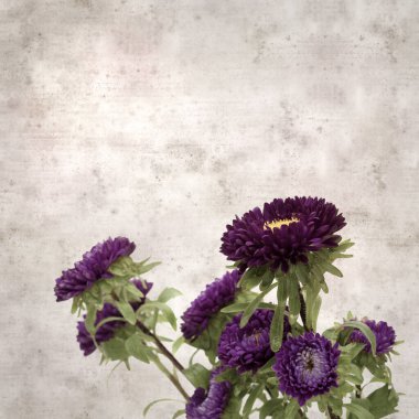 Kare biçiminde eski dokulu kağıt arka planda sonbahar Aster