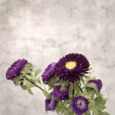 Kare biçiminde eski dokulu kağıt arka planda sonbahar Aster