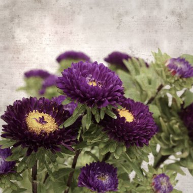 Kare biçiminde eski dokulu kağıt arka planda sonbahar Aster