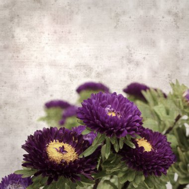 Kare biçiminde eski dokulu kağıt arka planda sonbahar Aster