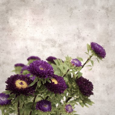 Kare biçiminde eski dokulu kağıt arka planda sonbahar Aster