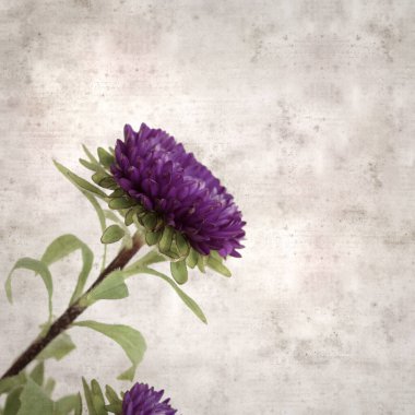 Kare biçiminde eski dokulu kağıt arka planda sonbahar Aster