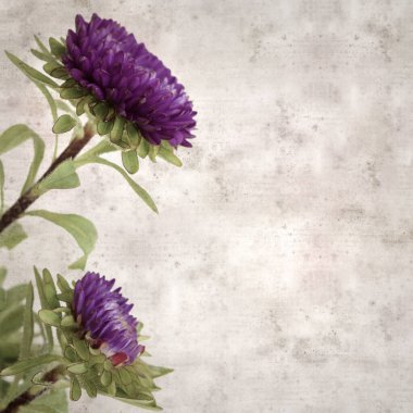 Kare biçiminde eski dokulu kağıt arka planda sonbahar Aster