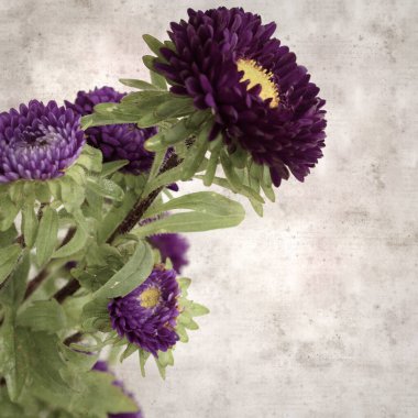 Kare biçiminde eski dokulu kağıt arka planda sonbahar Aster