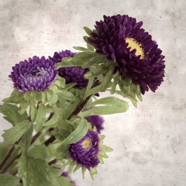 Kare biçiminde eski dokulu kağıt arka planda sonbahar Aster