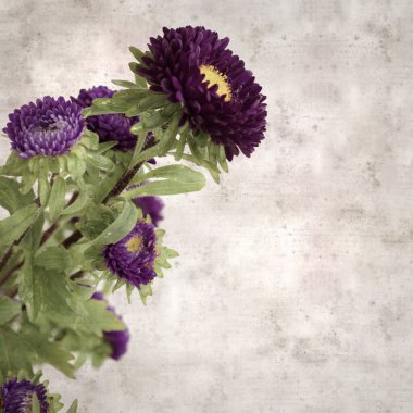 Kare biçiminde eski dokulu kağıt arka planda sonbahar Aster