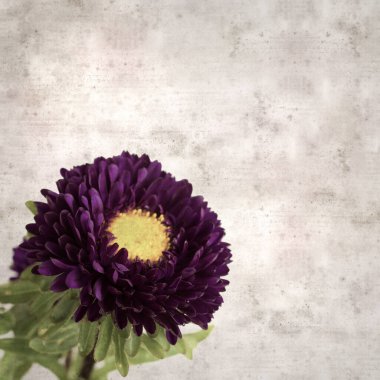 Kare biçiminde eski dokulu kağıt arka planda sonbahar Aster