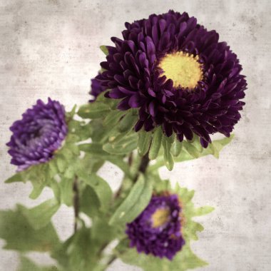 Kare biçiminde eski dokulu kağıt arka planda sonbahar Aster