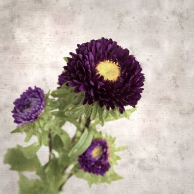 Kare biçiminde eski dokulu kağıt arka planda sonbahar Aster