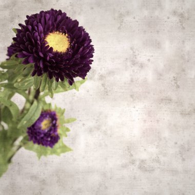 Kare biçiminde eski dokulu kağıt arka planda sonbahar Aster