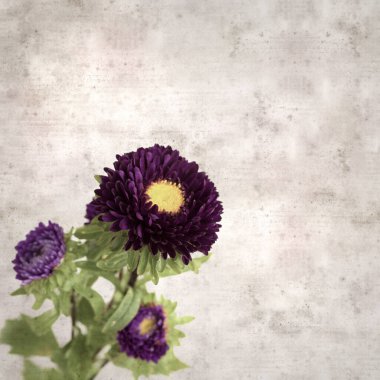 Kare biçiminde eski dokulu kağıt arka planda sonbahar Aster